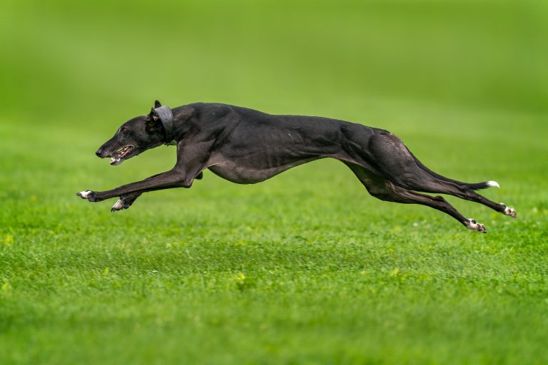How Does Greyhound Racing Work?