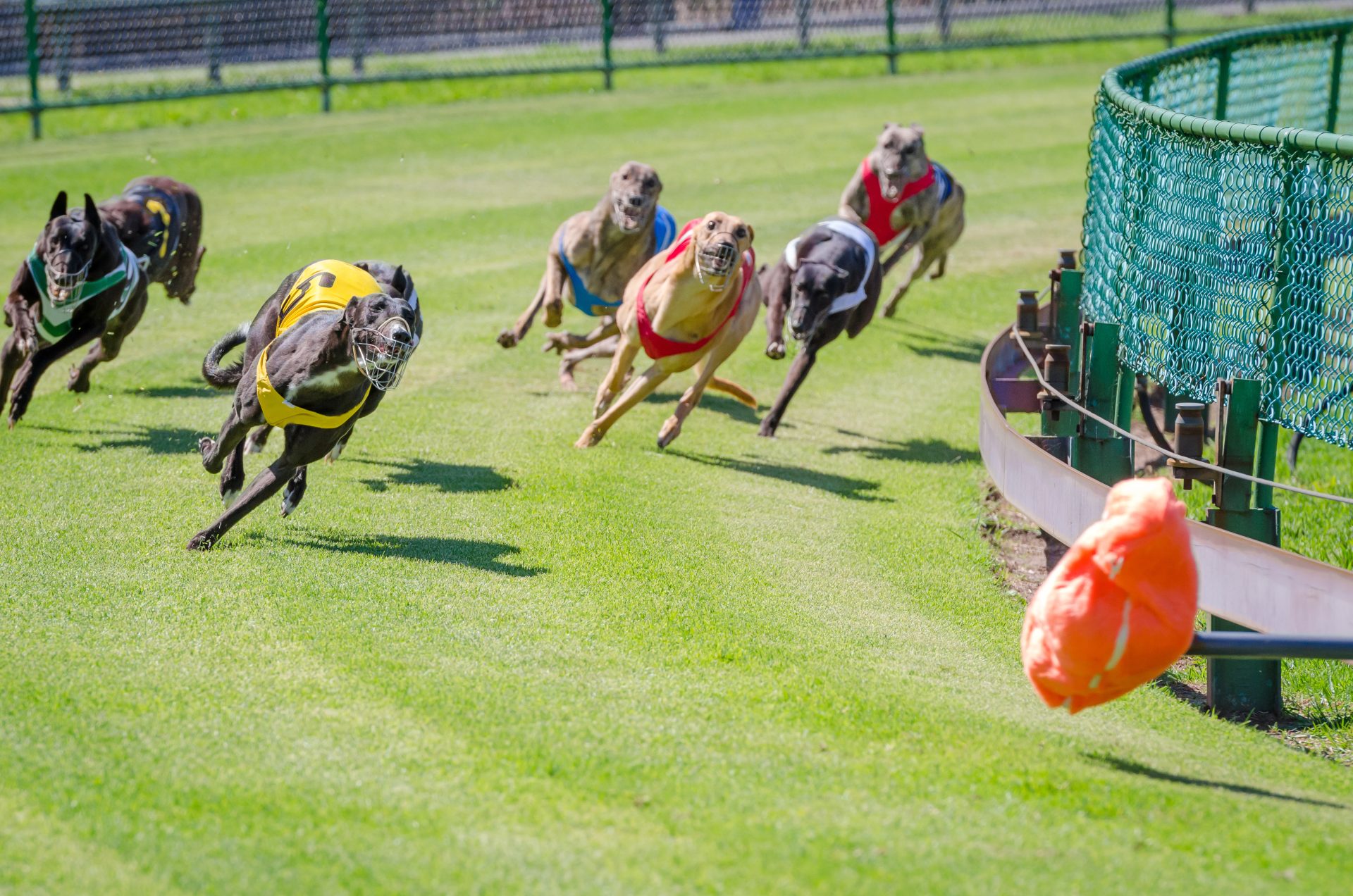 How Does Greyhound Racing Work? - Sportslibro.com